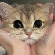 HelloLexy