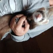 Sweetcat17