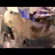 xdangeloscam