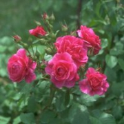 PinkCristal