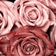 missluvleigh