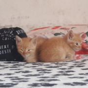Estrellita198