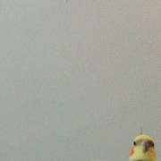 Neeekko9
