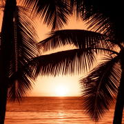 SunShineXXX