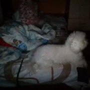 bundincapu
