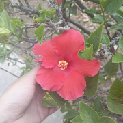 LilithLucufer