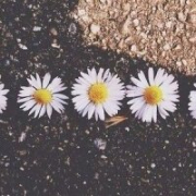 neco_lu