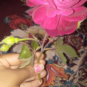 Forwardbhabhi
