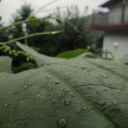 HotNiyathi