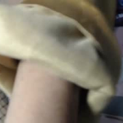 leslie_dolphin1
